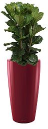 Ficus Lyrata in LECHUZA RONDO Self-watering Planter, Total Height 160 cm