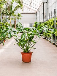 Lush Heart-Leaf Philodendron 'Green Wonder' Indoor House Plants