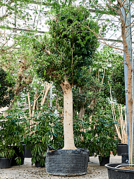 Lush Weeping Fig Ficus microcarpa ‘Nitida’ Tall Indoor House Plants Trees