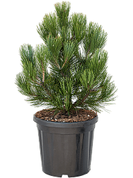 Showy Bosnian Pine Pinus leucodermis 'Compact Gem' Outdoor Plants