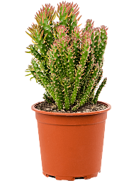 Vibrant Eve's Needle Cactus Opuntia subulata Indoor House Plants