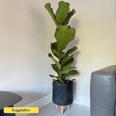 Lush Fiddle Leaf Fig Ficus lyrata Indoor House Plants
