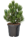 Showy Bosnian Pine Pinus leucodermis 'Compact Gem' Outdoor Plants