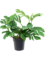 Shade-loving Monkey Leaf Monstera pinnatipartita Indoor House Plants