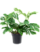 Shade-loving Monkey Leaf Monstera pinnatipartita Indoor House Plants