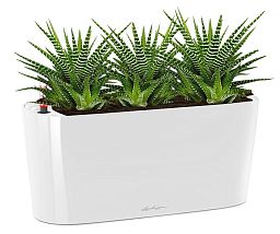 Haworthia in LECHUZA DELTA Self-watering Planter, Total Height 35 cm