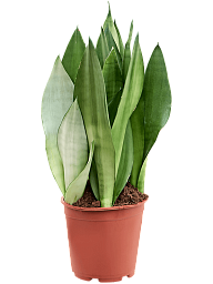 Easy-Care Snake Plant Sansevieria trifasciata 'Moonshine' Indoor House Plants