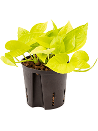 Shade-loving Satin Pothos Scindapsus (Epipremnum) 'Neon' Indoor House Plants