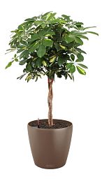 Schefflera Arboricola Gold Capella in LECHUZA CLASSICO Color Self-watering Planter, Total Height 140