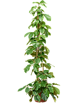Lush Chestnut Vine Tetrastigma voinierianum Indoor House Plants W100 H...