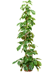Lush Chestnut Vine Tetrastigma voinierianum Indoor House Plants