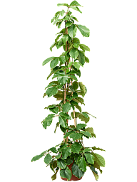Lush Chestnut Vine Tetrastigma voinierianum Indoor House Plants