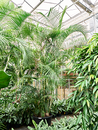 Lush Areca Palm Dypsis (Areca) lutescens Indoor House Plants