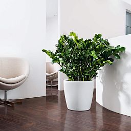 LECHUZA CLASSICO Color Round Poly Resin Self-watering Planter