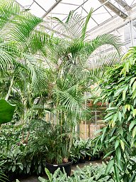 Lush Areca Palm Dypsis (Areca) lutescens Indoor House Plants