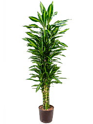 Colorful Corn Plant Dracaena fragrans 'Cintho' Indoor House Plants