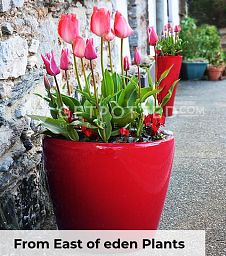 LECHUZA CLASSICO LS Round Poly Resin Self-watering Planter