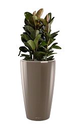 Ficus Elastica Robusta in LECHUZA RONDO Self-watering Planter, Total Height 160 cm
