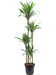 Insta-friendly Dracaena deremensis 'Warneckei' Tall Indoor House Plants Trees