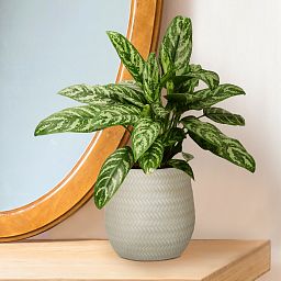 IDEALIST Lite Plaited Style Table and Hanging Plant Pot Dual Use Indoor Egg Planter