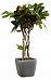 Codiaeum Cylinder in LECHUZA QUADRO LS Self-watering Planter, Total Height 120 cm