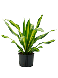 Trendy Corn Plant Dracaena fragrans 'Burley' Tall Indoor House Plants Trees