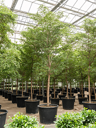 Tropical Black Olive Tree Bucida buceras 'Shady Lady' (800-900)