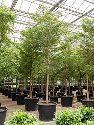 Tropical Black Olive Tree Bucida buceras 'Shady Lady' (800-900)