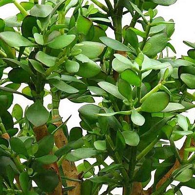 CRASSULA OVATA Artificial Tree Plant