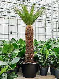 Sago Palm Cycas revoluta