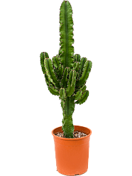 Impressive African Milk Tree Euphorbia erytrea Indoor House Plants