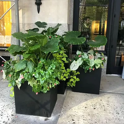 IDEALIST Lite Square Box Contemporary Light Concrete Planter Set
