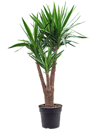 Insta-friendly Spineless Yucca elephantipes Tall Indoor House Plants Trees