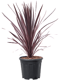 Photogenic Ti Plant Cordyline australis 'Black Night' Indoor House Plants