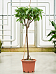 Lush Fig Tree Ficus bussei 'Floris' (180-220) Tall Indoor House Plants Trees