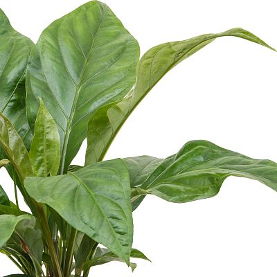 Lush Flamingo Flower Anthurium elipticum 'Jungle Bush' Indoor House Plants