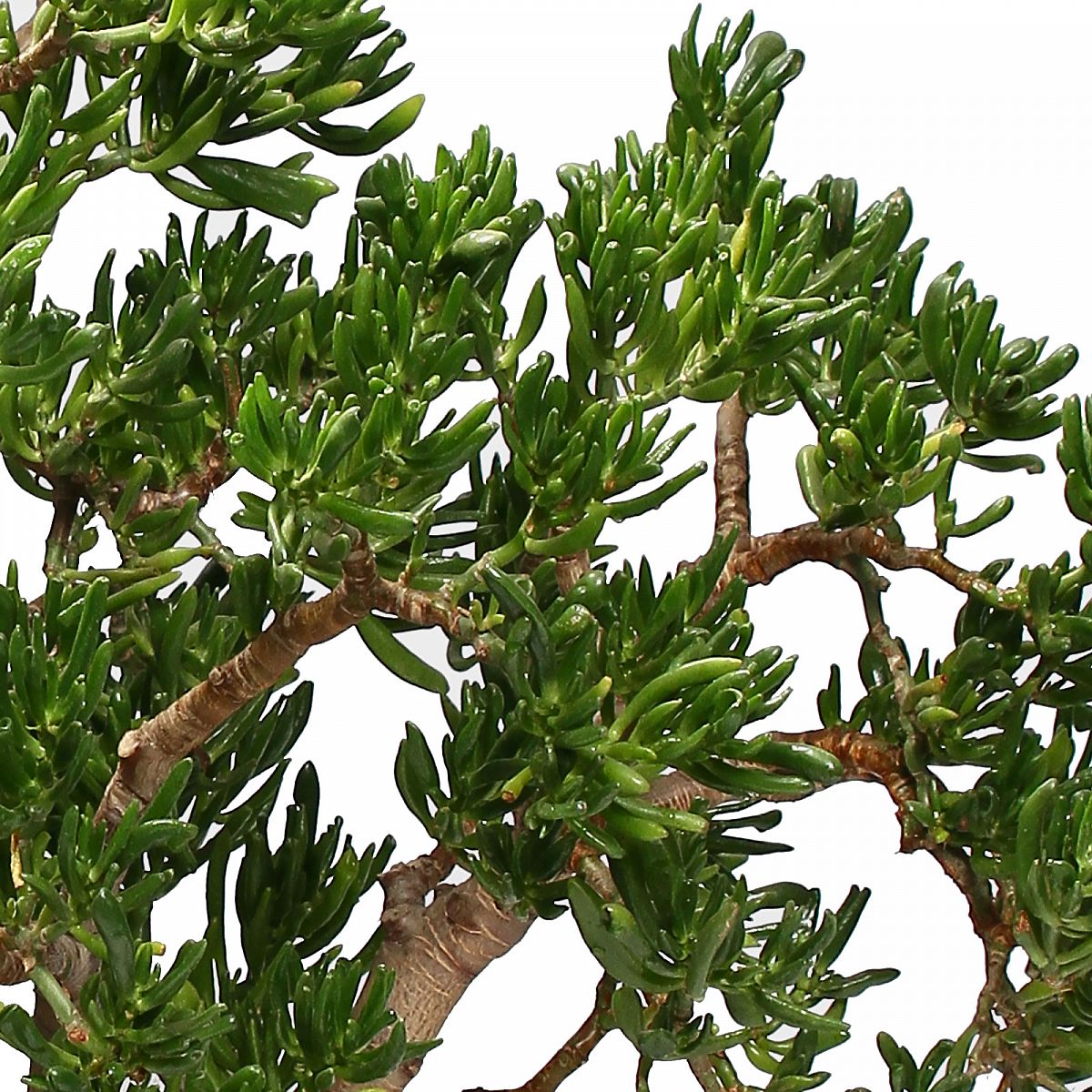 Easy-Care Jade Plant Crassula ovata 'Horntree' Indoor House Plants