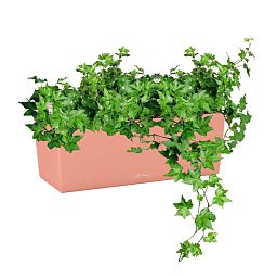 Ivy in LECHUZA BALCONERA Color Self-watering Planter, Total Height 50 cm