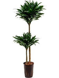 Easy-Care Corn Plant Dracaena fragrans 'Compacta' Indoor House Plants