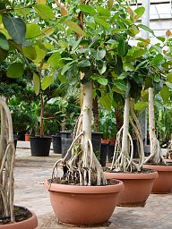 Lush Banyan Fig Ficus benghalensis (400-450) Tall Indoor House Plants Trees