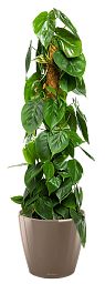 Philodendron Scandens in LECHUZA CLASSICO LS Self-watering Planter, Total Height 160 cm