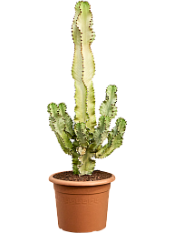 Fancy Cowboy Cactus Euphorbia ingens marmorata Indoor House Plants