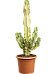 Fancy Cowboy Cactus Euphorbia ingens marmorata Indoor House Plants