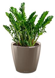 Zamioculcas in LECHUZA CLASSICO LS Self-watering Planter, Total Height 40 cm