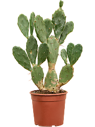 Easy-Care Barbary Fig Opuntia vulgaris Indoor House Plants