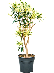 Colorful Pleomele (Dracaena) reflexa 'Song of Sri Lanka' Tall Indoor House Plants Trees