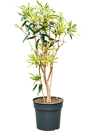 Colorful Pleomele (Dracaena) reflexa 'Song of Sri Lanka' Tall Indoor House Plants Trees
