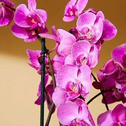 Blooming Orchids in LECHUZA CLASSICO LS Self-watering Planter, Total Height 60 cm