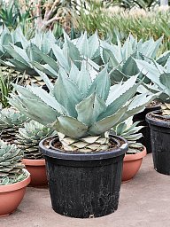 Easy-Care Agave ovatifolia 'Vanzie' Indoor House Plants