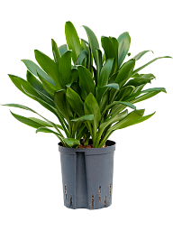 Vibrant Ti Plant Cordyline 'Glauca' Ti Plant Indoor House Plants